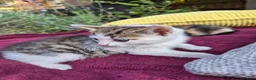 Mixed Breed cats for sale: Adorable Kittens for Sale – 3 Boys, 2 Girls in London - Advert 23