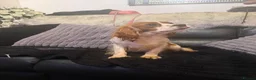 Cavalier King Charles Spaniel dogs for sale: Kc dna clear cavalier adult  - Advert 8