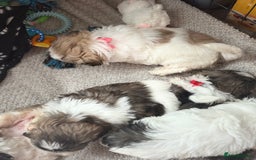 Shih Tzu dogs for sale: 4 Shih tzu girls  - Image 2