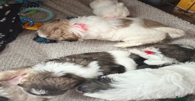 Shih Tzu dogs - Advert 18