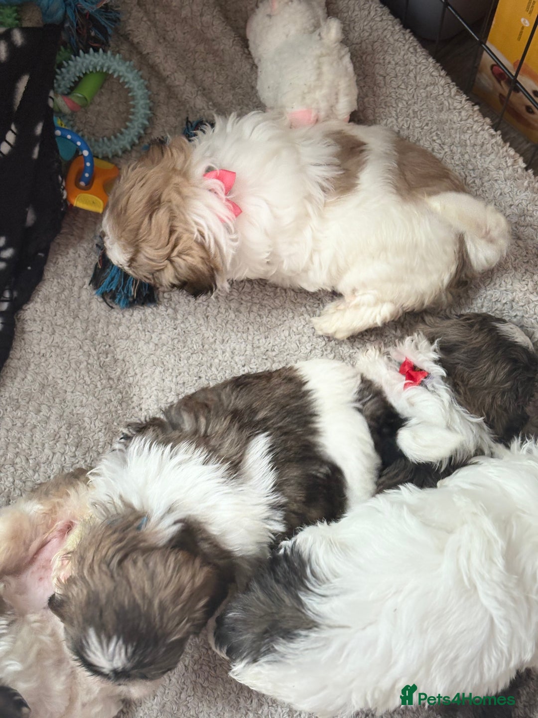 Shih Tzu dogs for sale: 4 Shih tzu girls  - Image 2