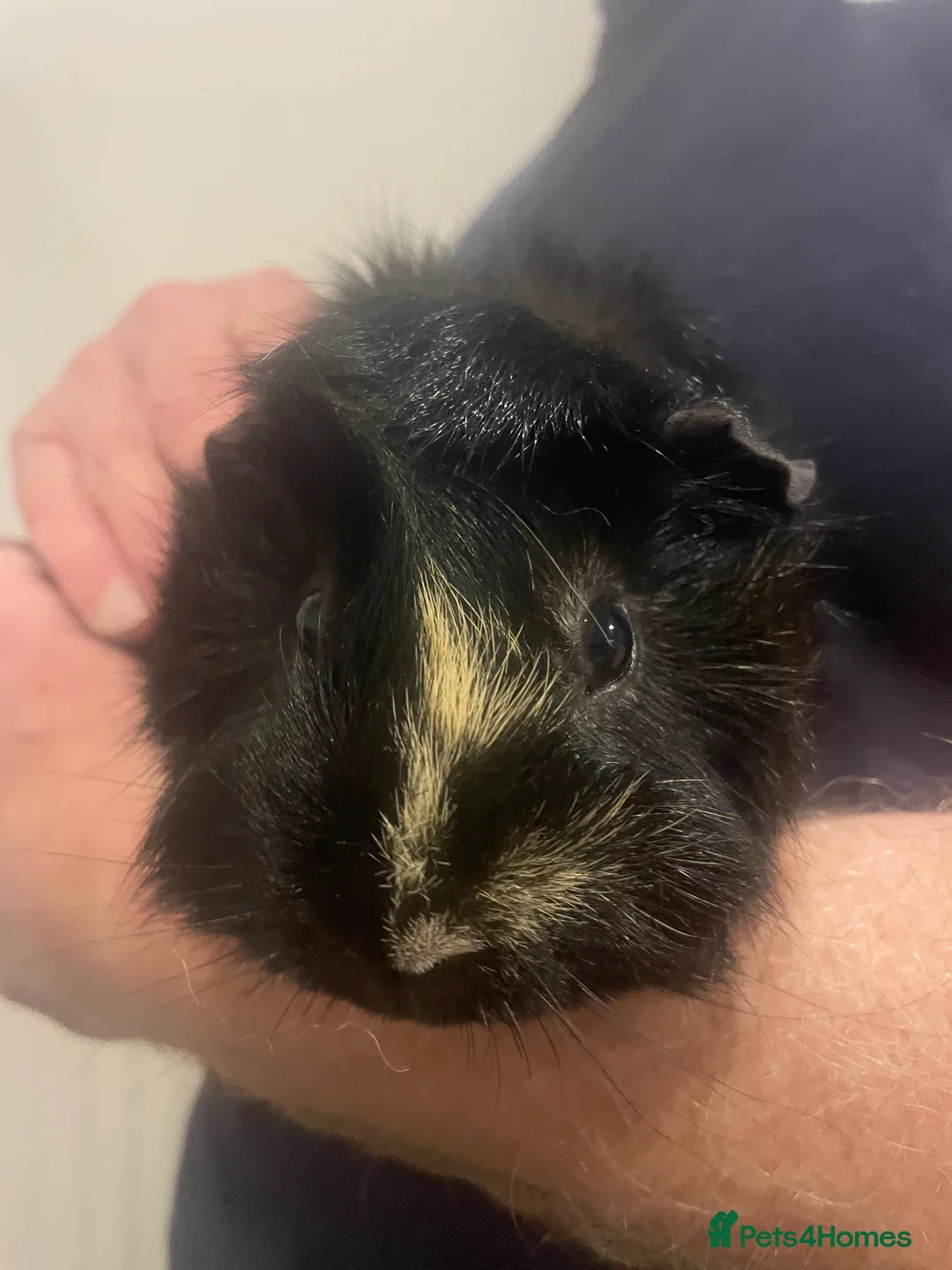 Guinea Pig rodents for sale: 3 Male Guinea pigs 15 months old - Advert 11