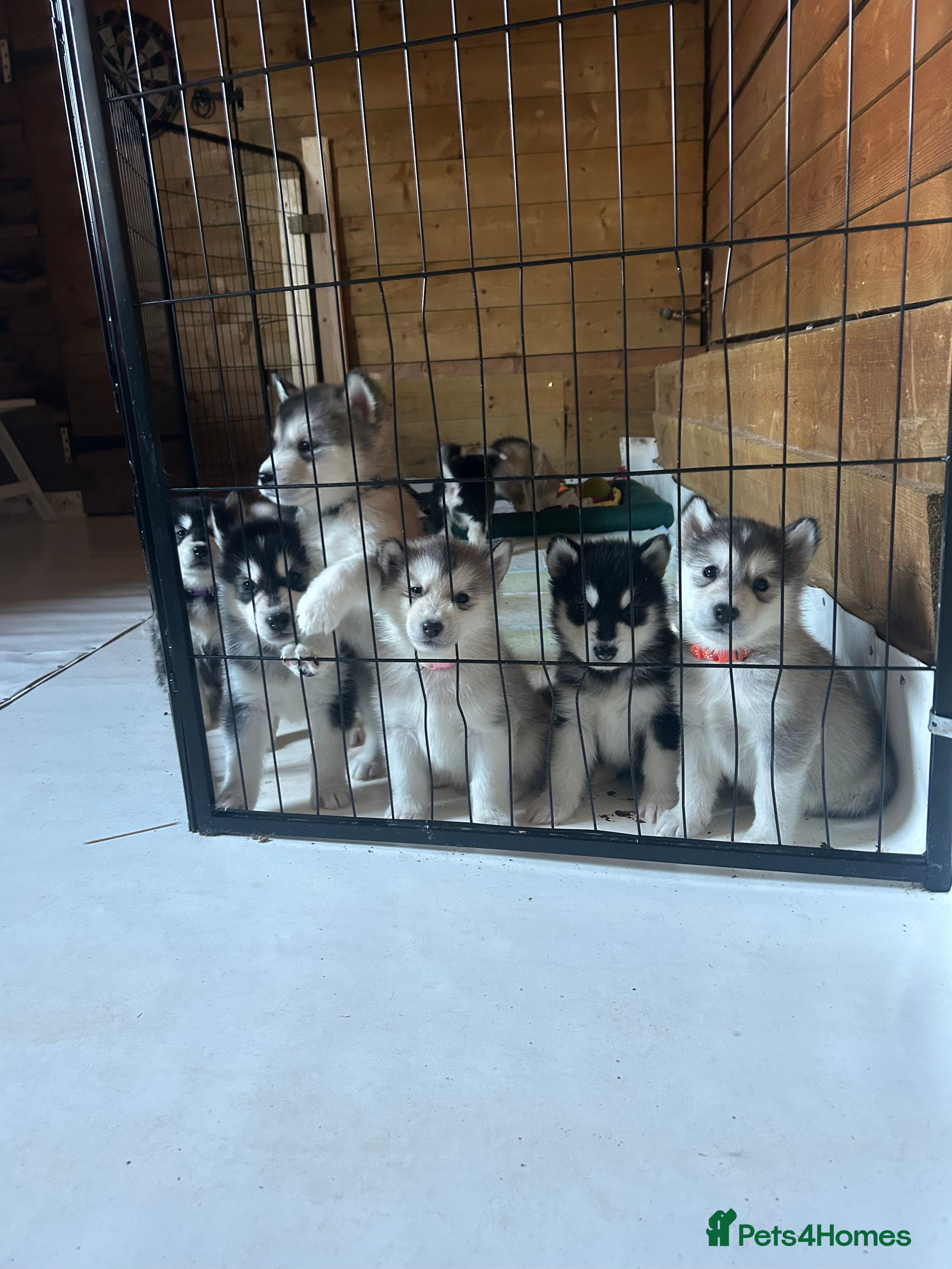 Alaskan Malamute dogs !ONLY 3 LEFT! - Advert 1