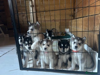Alaskan Malamute dogs !ONLY 3 LEFT! - Advert 12