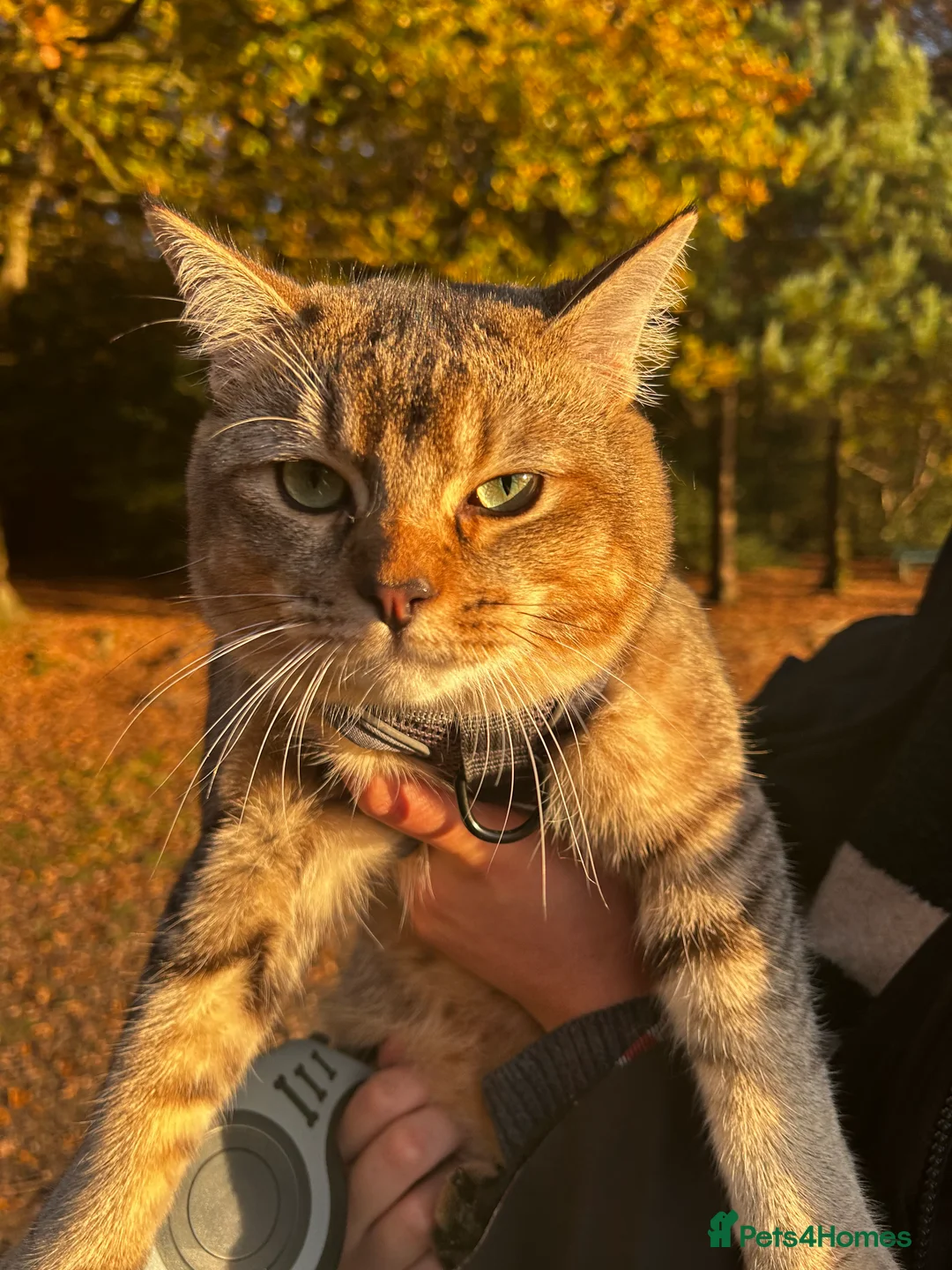 British Shorthair cats for sale: British shorthair X Ragdoll - Advert 1