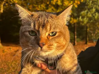 British Shorthair cats British shorthair X Ragdoll - Advert 1