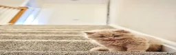 British Longhair cats for sale: 🩵 Exceptional Lilac British Longhair Kitten 🩵 - Advert 5