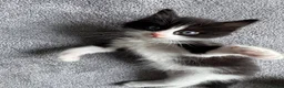 Mixed Breed cats for sale: Ragdoll cross kittens friends - Advert 17