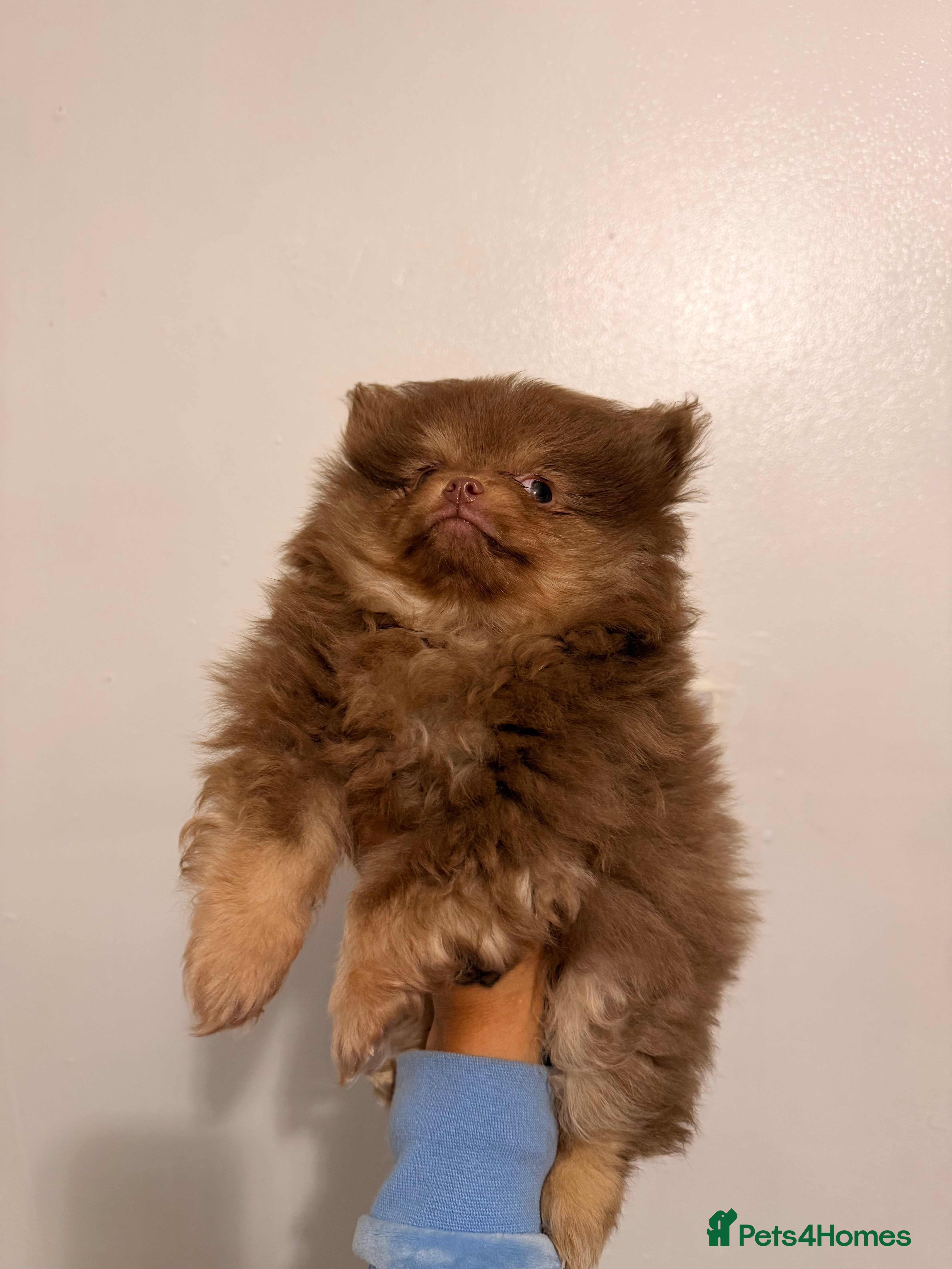 Pomeranian dogs poms  1 boy left chocolate and tan  - Advert 10