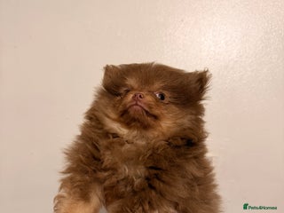 Pomeranian dogs poms 1 boy left chocolate and tan - Advert 7