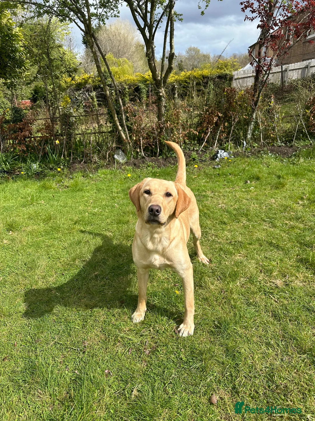Labrador Retriever dogs for sale: 11 Month Labrador looking for a new home in Edinburgh - Advert 2