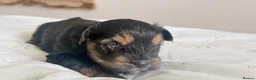 Yorkshire Terrier dogs for sale: Chocolate, Biewer & Black & Tan Yorkshire Terriers - Advert 12