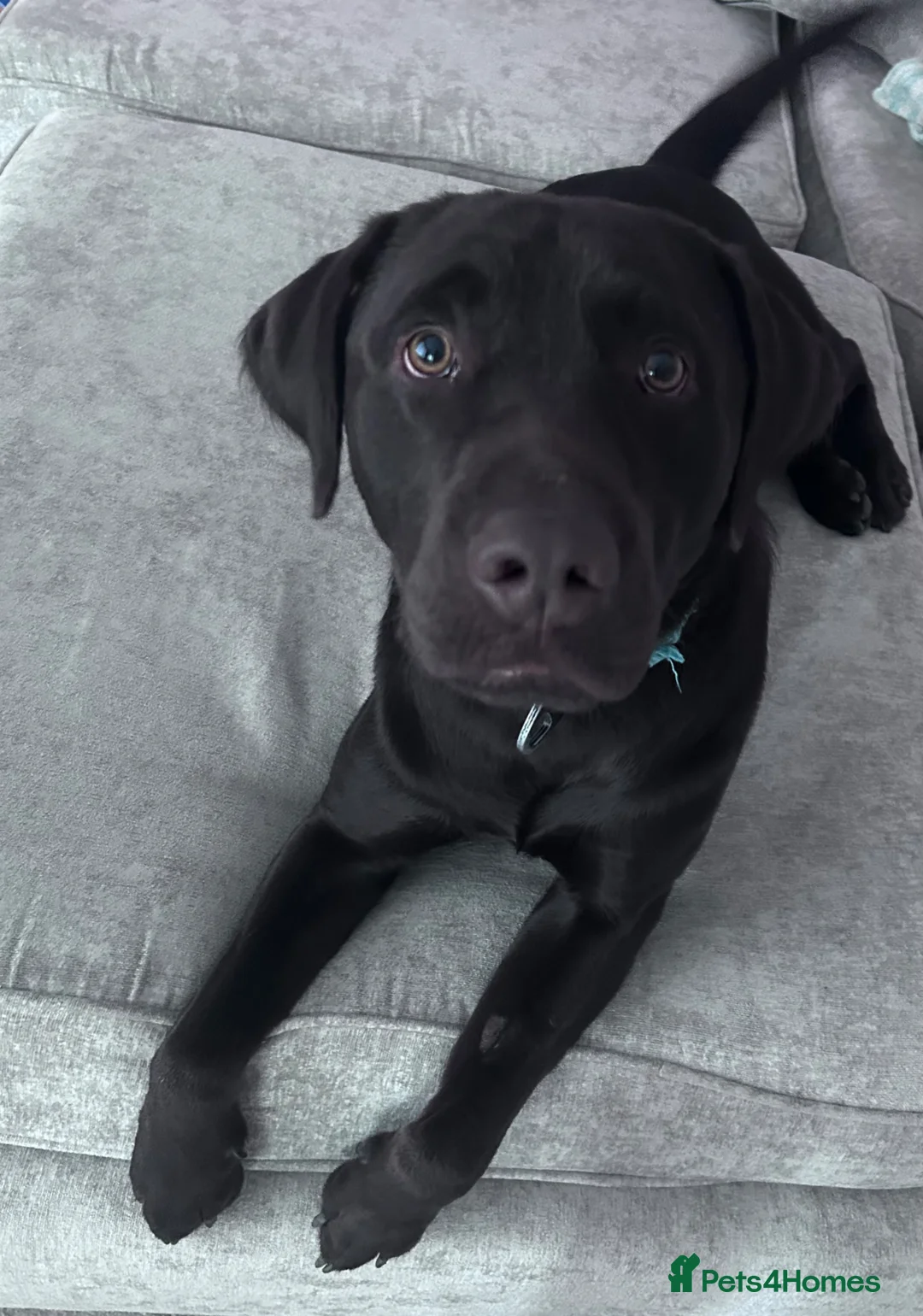 Goldador dogs for sale: 8 gorgeous black goldadors  in Corby - Advert 2