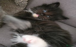 Nebelung cats for sale: 5 stunning nebelung kittens for sale.  - Image 7