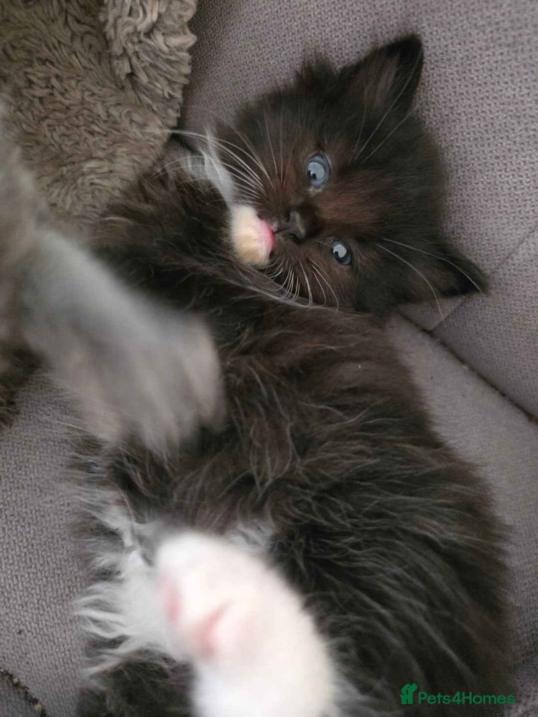 Nebelung cats for sale: 5 stunning nebelung kittens for sale.  - Image 7