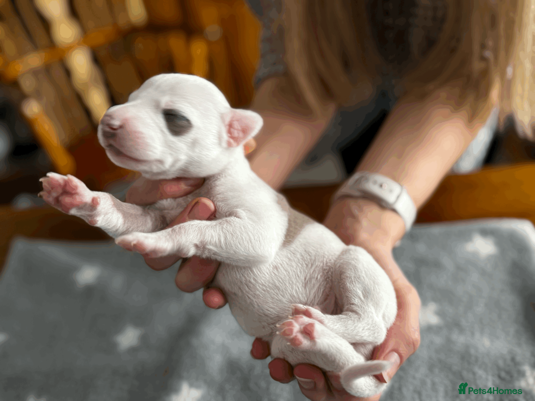 Whippet dogs for sale: KC Registered Small Whippet Puppies  - Advert 10