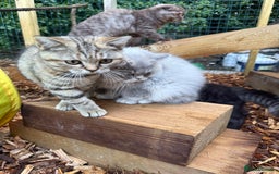 British Shorthair cats for sale: Beautiful boy and girl ready to leave now - Image 10