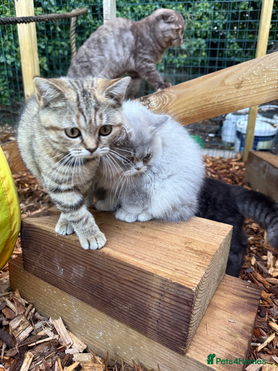 British Shorthair cats for sale: Beautiful boy and girl ready to leave now - Image 10
