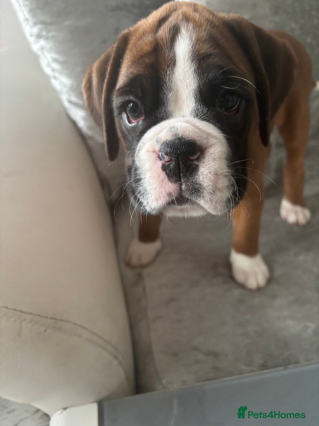 Boxer dogs for sale: Beautiful boxer girl left out of litter of 8.  - Advert 7