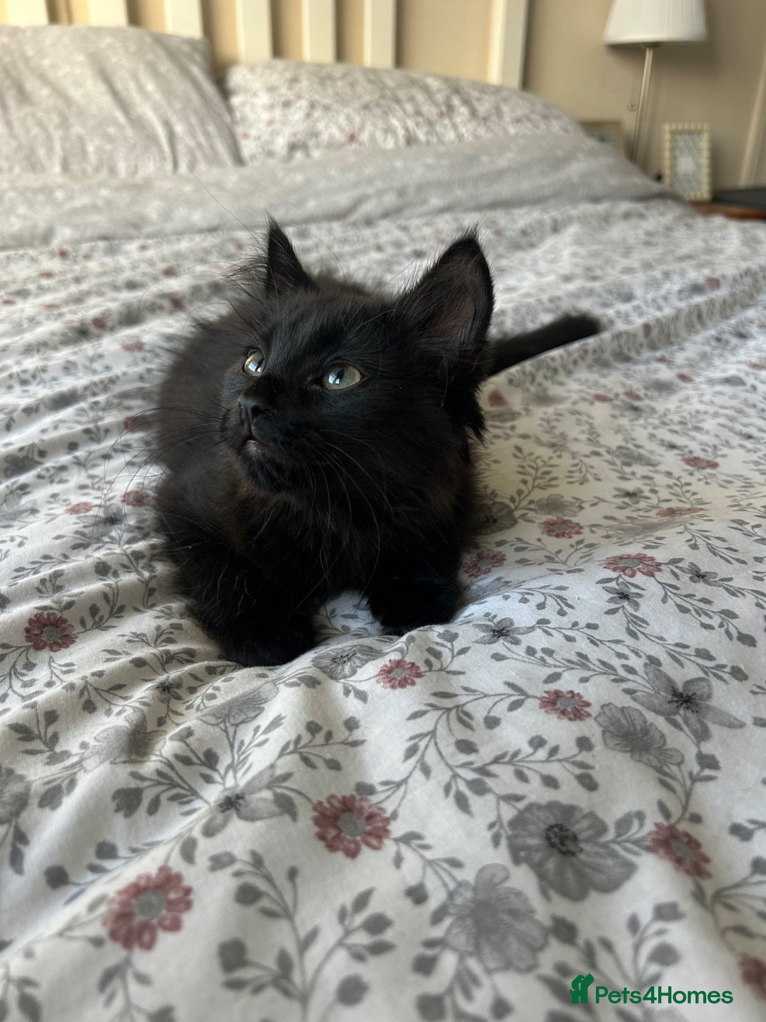 Mixed Breed cats 2 beautiful black kittens - Advert 1