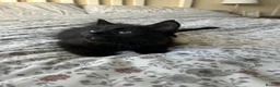 Mixed Breed cats for sale: 2 beautiful black kittens - Advert 1