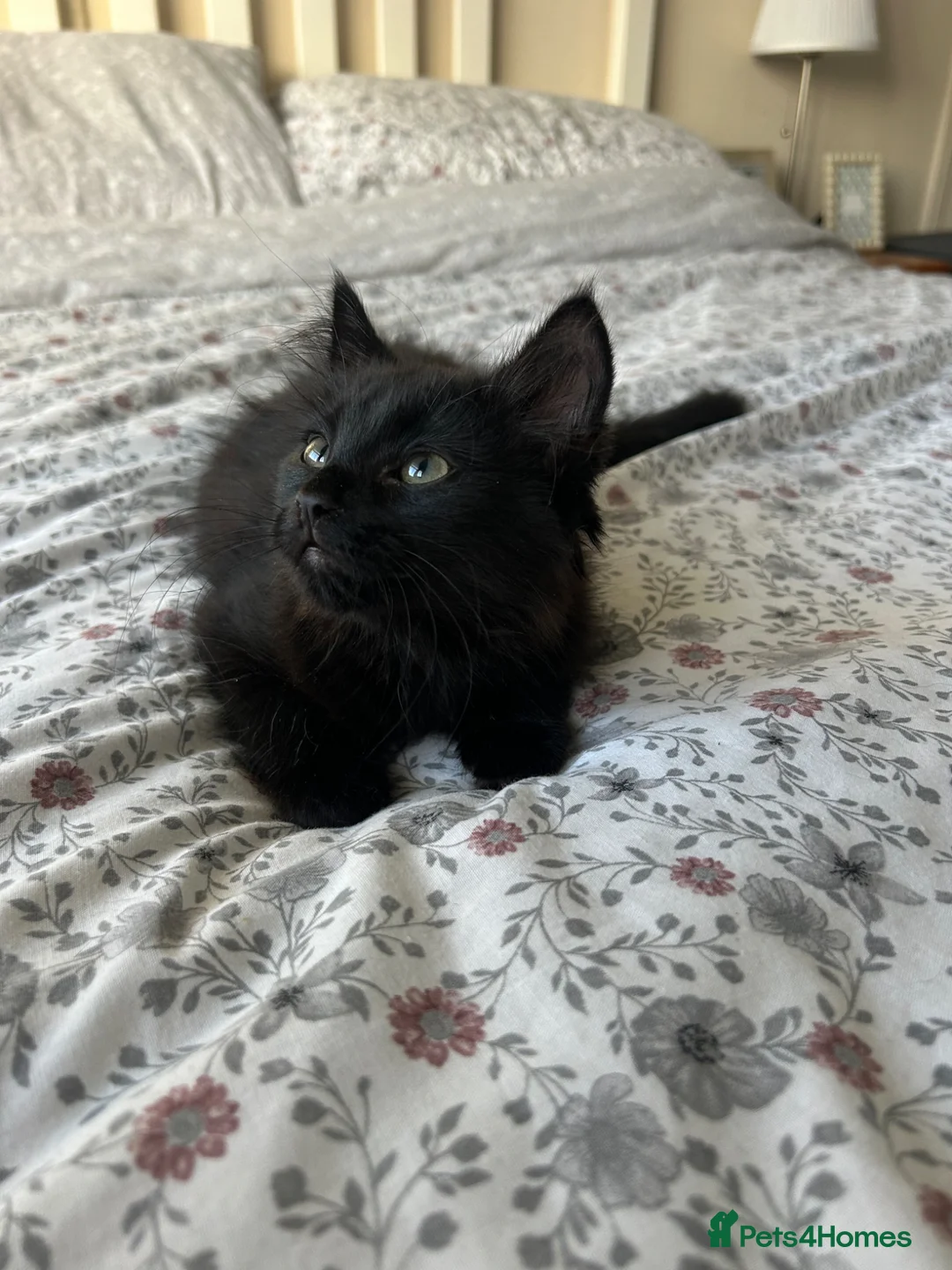 Mixed Breed cats for sale: 2 beautiful black kittens - Advert 1