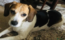 Beagle dogs for adoption: Poppy Beagle for adoption - Image 2
