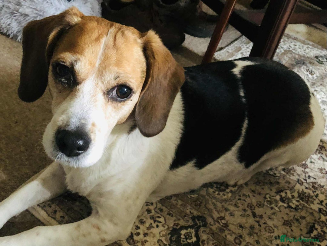 Beagle dogs for adoption: Poppy Beagle for adoption - Image 2