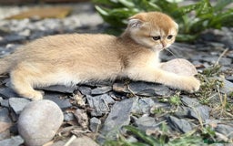 Scottish Fold cats for sale: 1male  1 female READY TO COLLECT - Image 7
