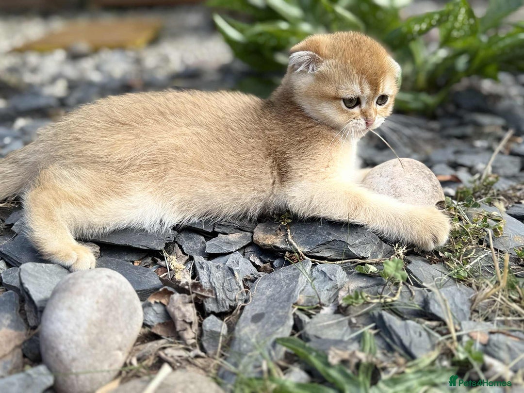 Scottish Fold cats for sale: 1male  1 female READY TO COLLECT - Image 7