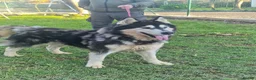 Mixed Breed dogs for adoption: 🥰 meet Randall ❤️ 🐾🐶 - Advert 1