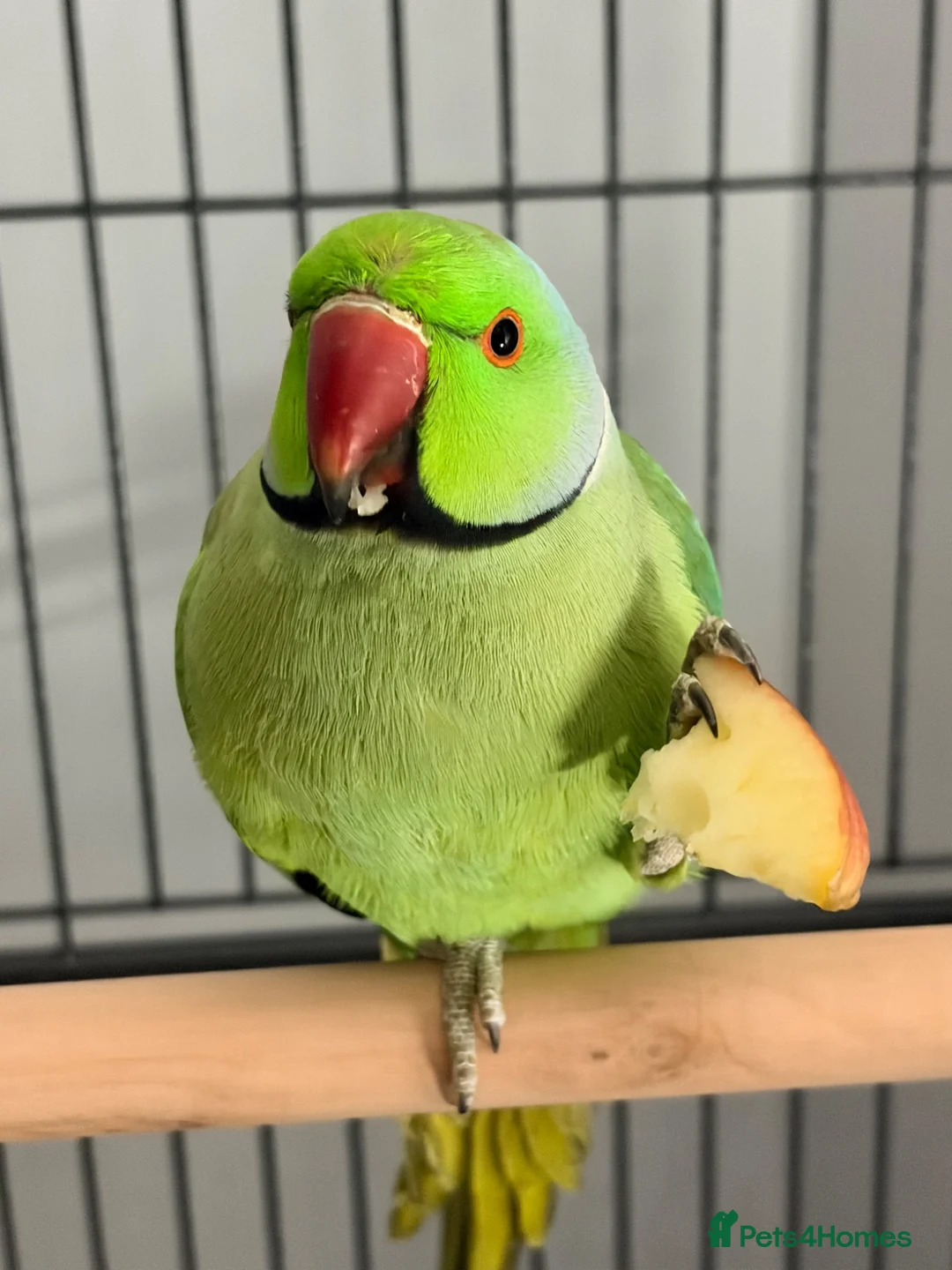 Ringnecks birds for sale: Beautiful Indian ringneck  in Corby - Advert 1