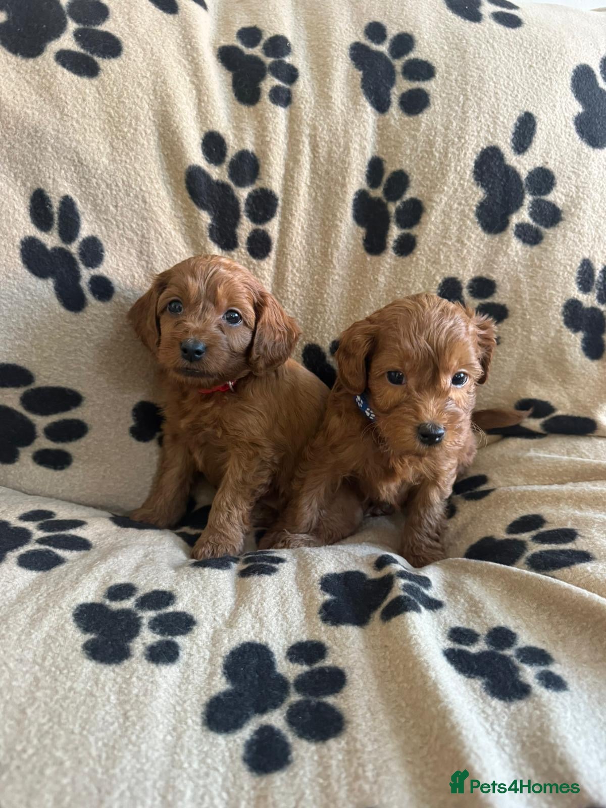 Cavapoo dogs Toy cavapoo  - Advert 4