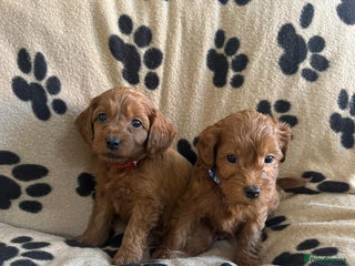 Cavapoo dogs Toy cavapoo - Advert 2