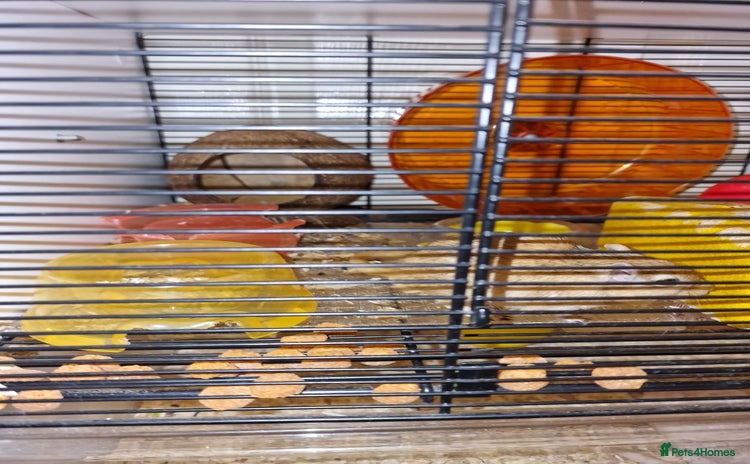 Gerbil rodents - Advert 2