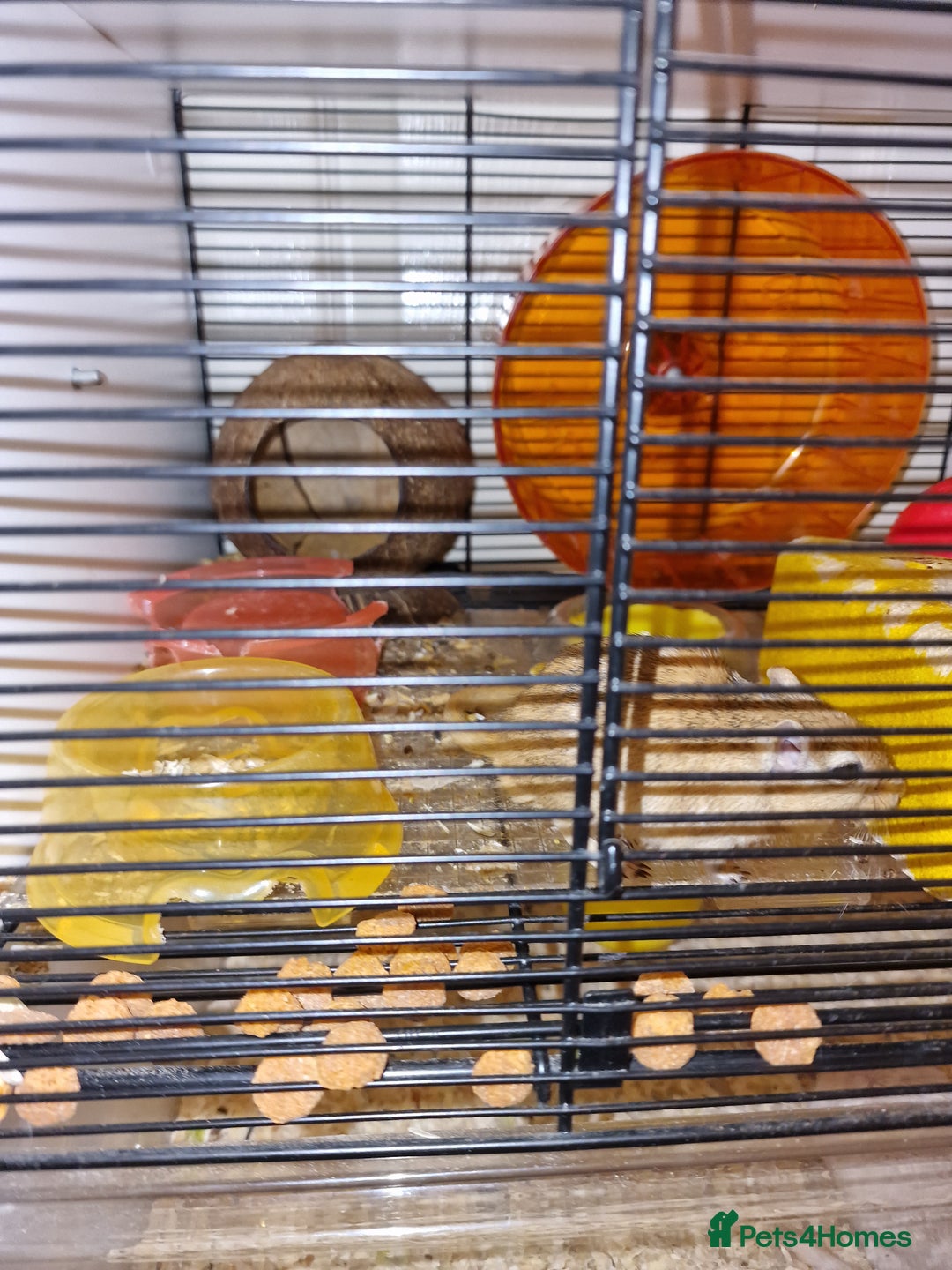 Gerbil rodents for sale: Rehoming the lovely Ringo & Elvis - Image 1
