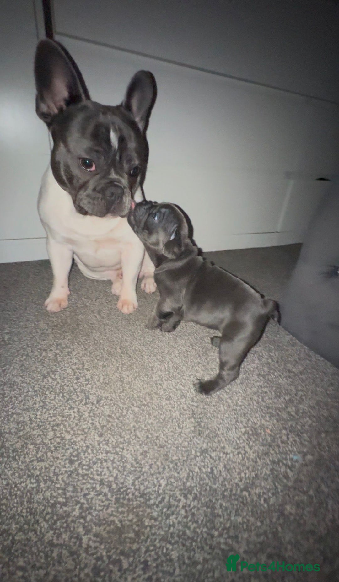 French Bulldog dogs for sale: 5 french bulldogs left!! Ready now! - Advert 26