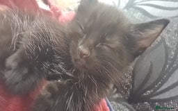 Mixed Breed cats for sale: Kittens for sale  - Advert 16