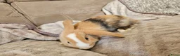 Mini Lop rabbits for sale: Baby minilop doe  - Advert 6