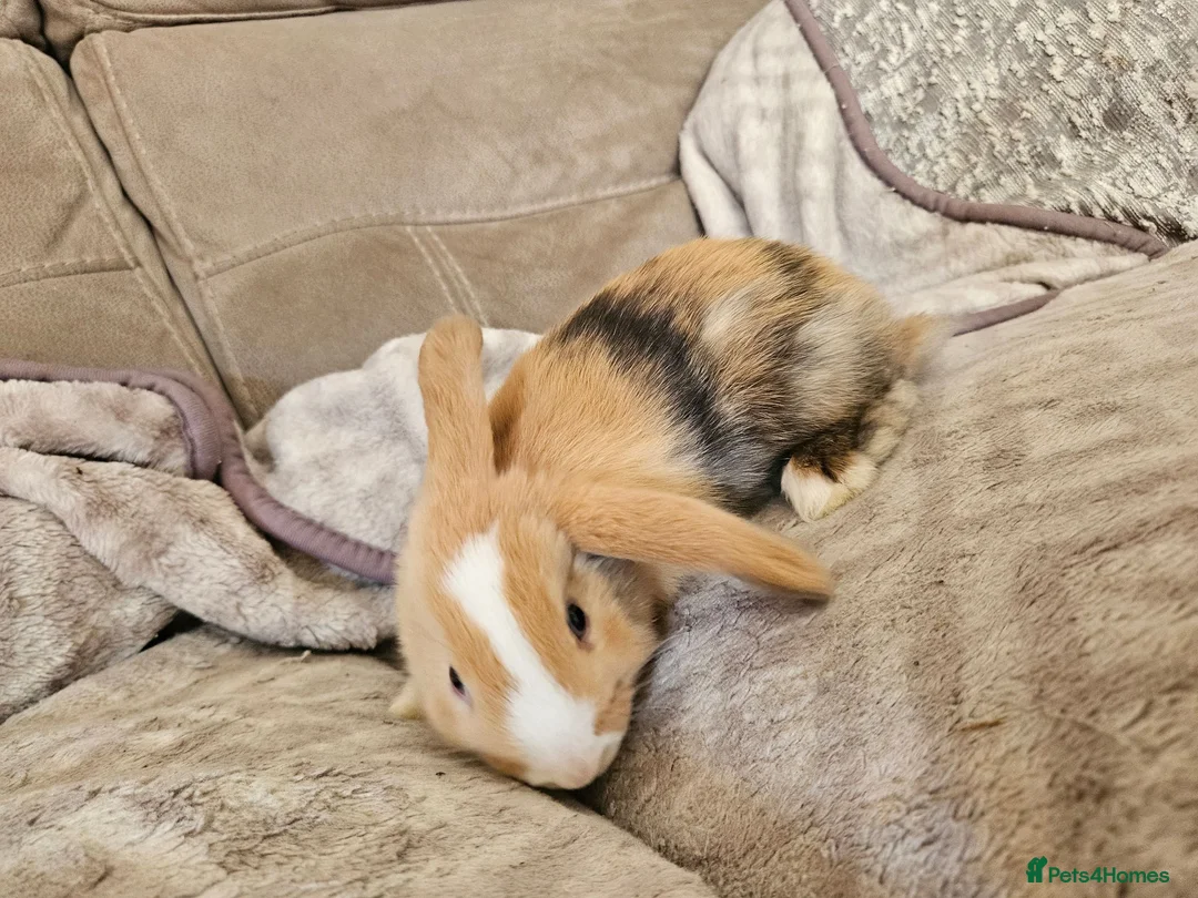 Mini Lop rabbits for sale: Baby minilop doe  - Advert 6
