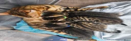 Bengal cats for sale: Begal cross kittens  - Advert 1