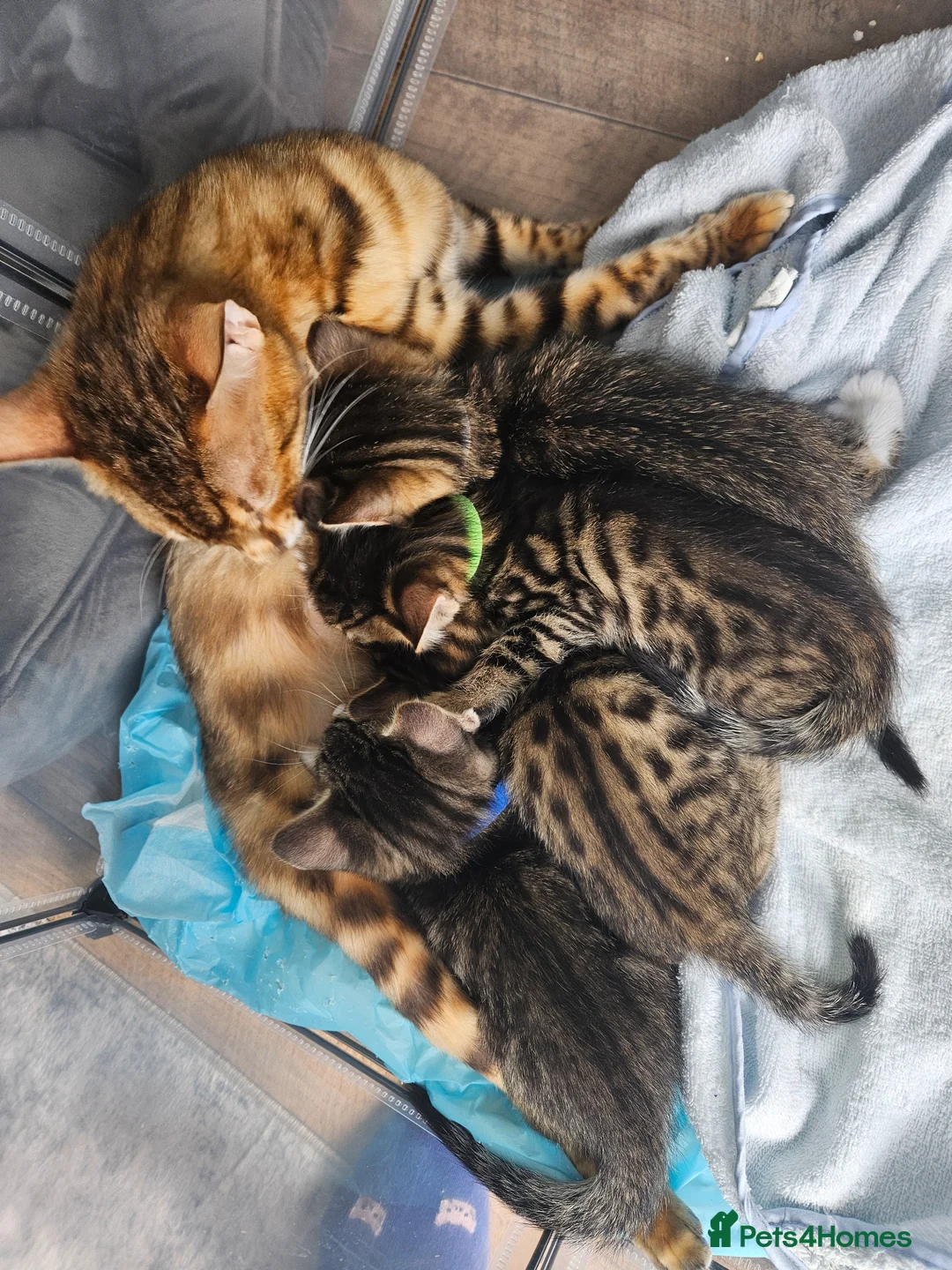 Bengal cats for sale: Begal cross kittens  - Advert 1