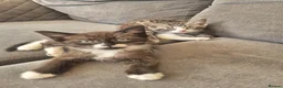 Snowshoe cats for sale: Beautiful snowshoe mixed Norwegian forest  - Advert 20