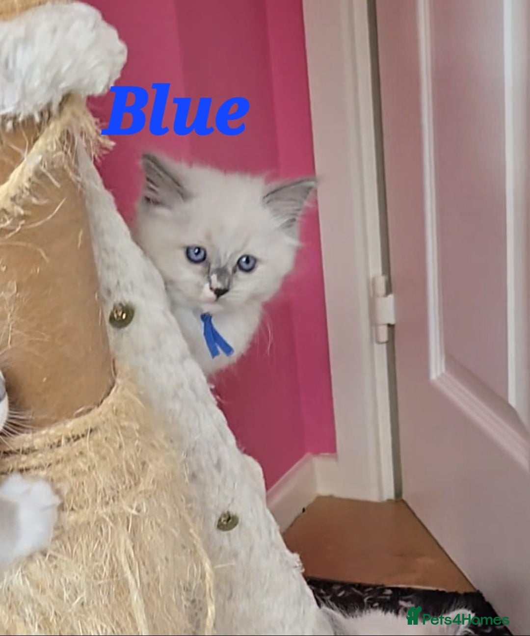 Ragdoll cats for sale: Pure Ragdoll Kittens (Mitted) - Image 15