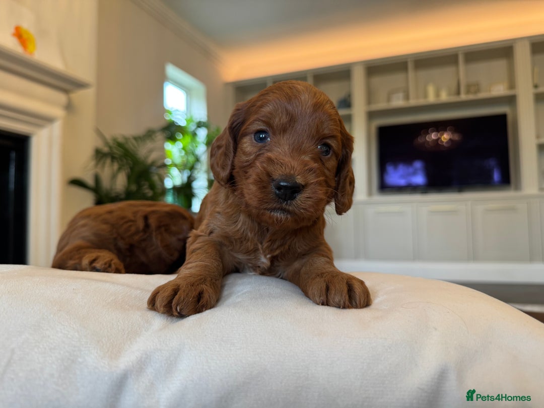Cockapoo dogs for sale: Fox Red Super Quality Cockapoos - Image 14