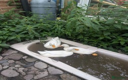 Ducks poultry for sale: Point of Lay Cherry Valley Ducks For Sale - Image 2