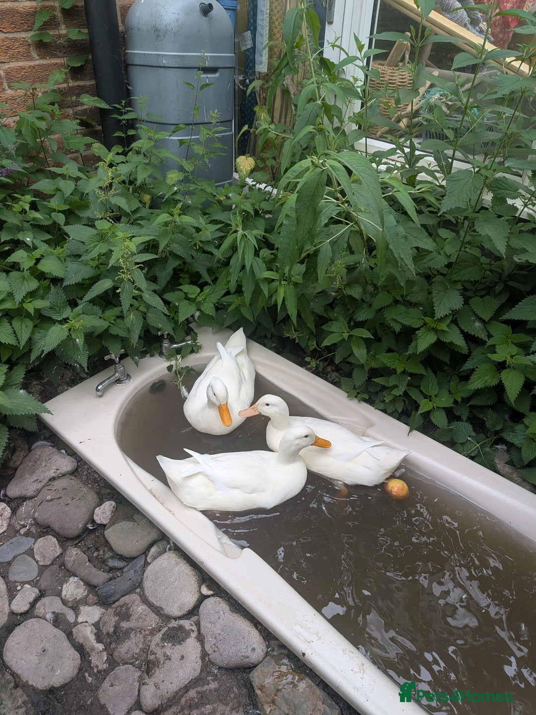Ducks poultry for sale: Point of Lay Cherry Valley Ducks For Sale - Image 2