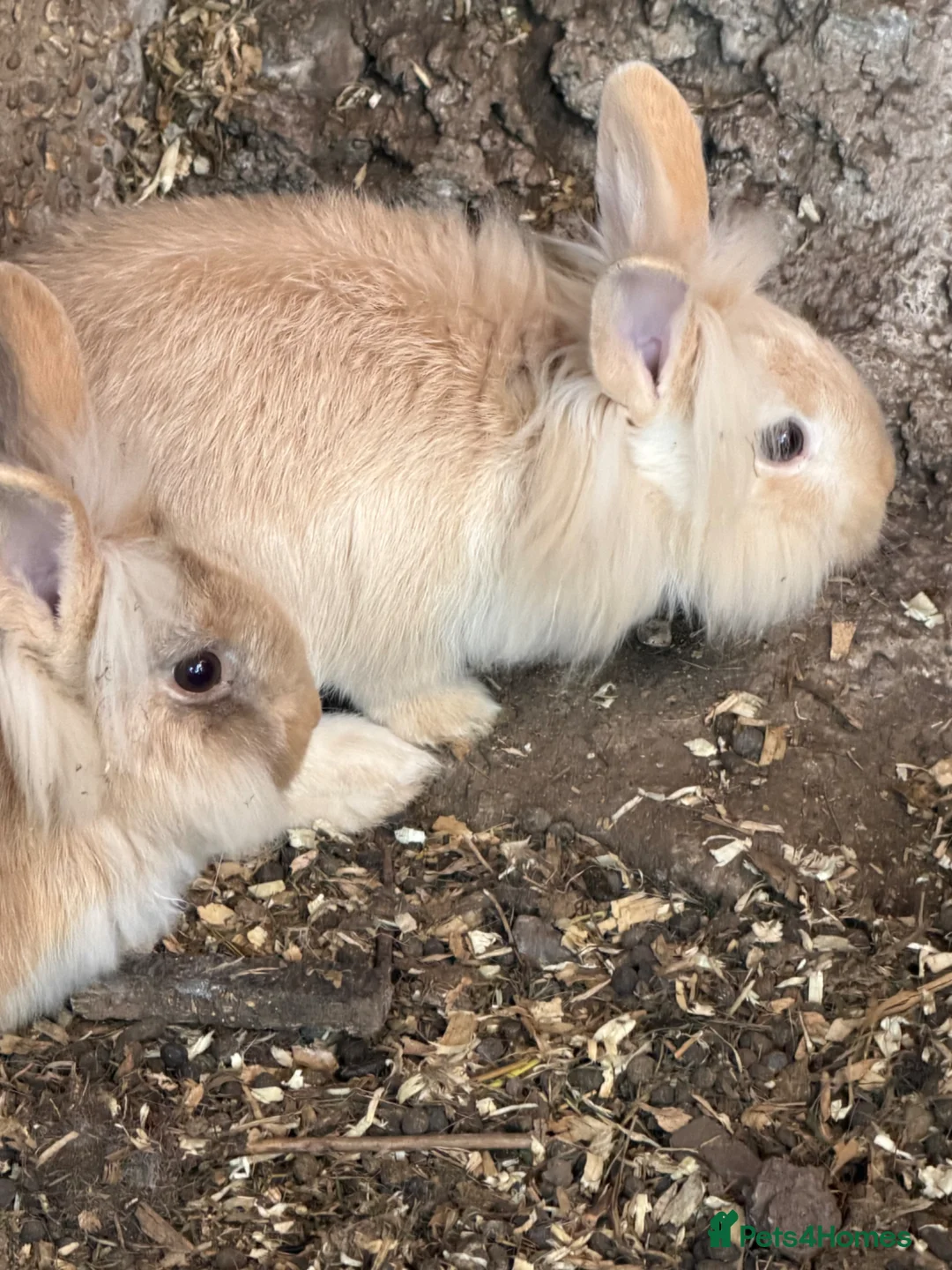 Mixed Breed rabbits for sale: Rabbits  - Advert 2