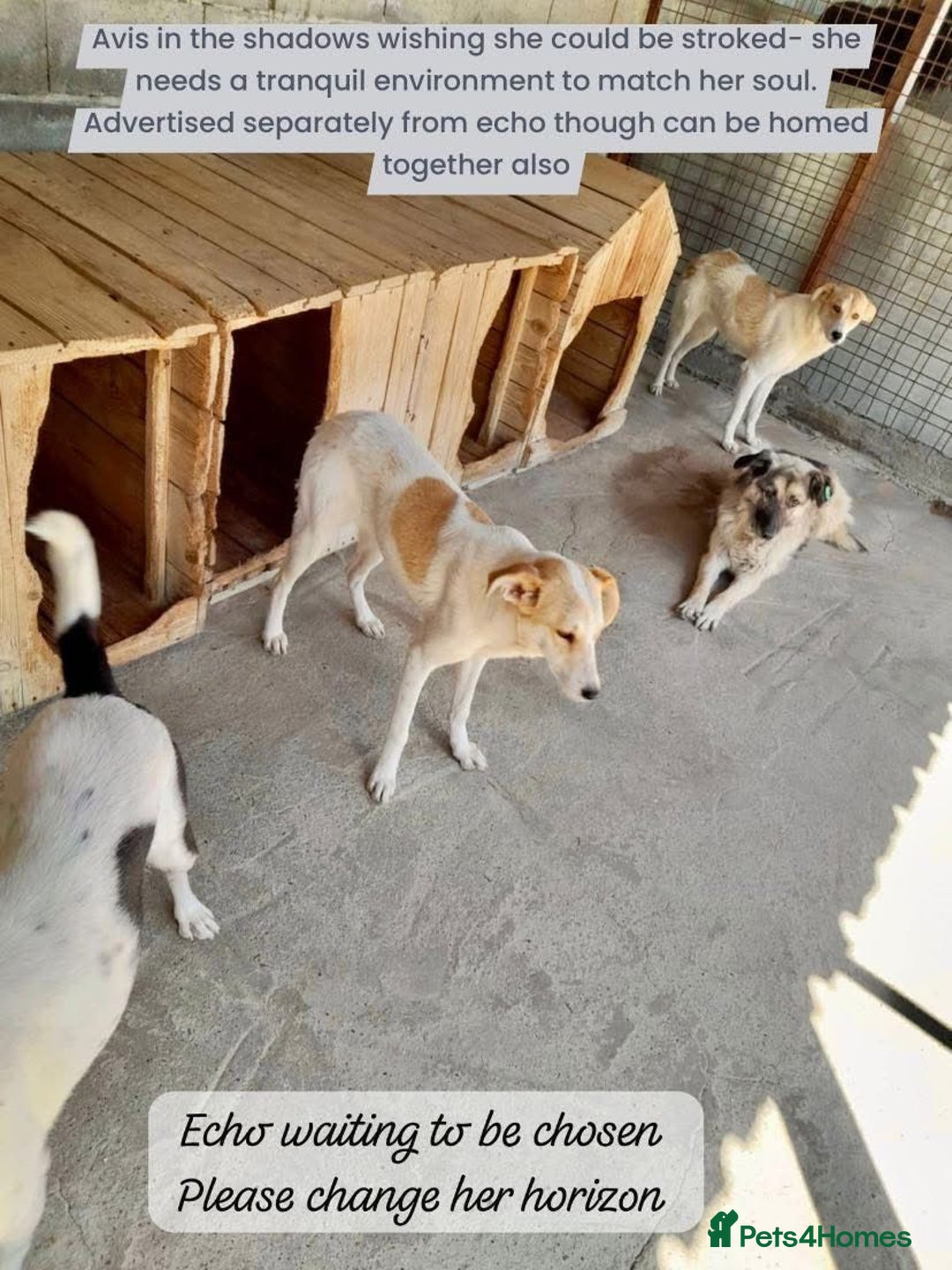 Mixed Breed dogs for adoption: Avis, 1yr old approx. Available for adoption. - Image 5