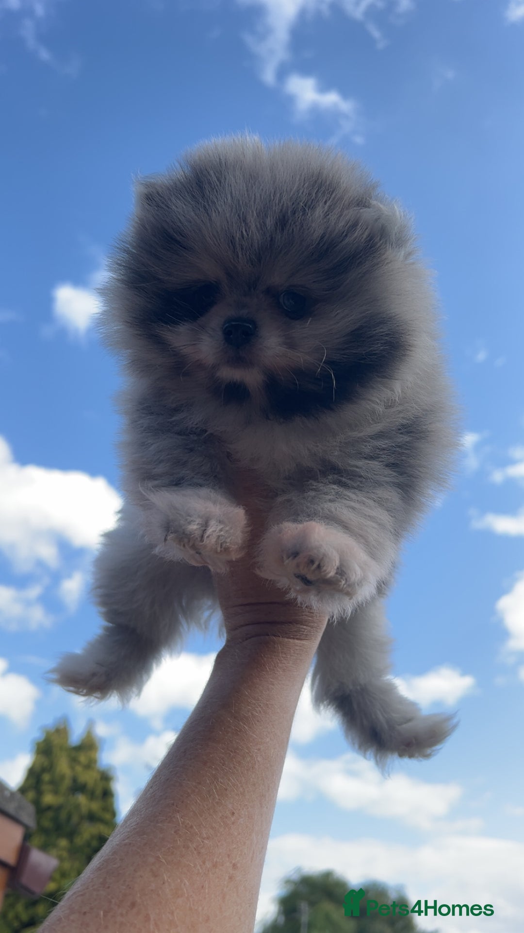 Pomeranian dogs for sale: ‼️💙QUALITY TEDDY BEAR MEARLE POMERANIAN💙 ‼️ - Image 8